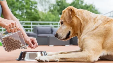 working-dog-food